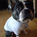 Profile Picture of Domino Zhivago (@domino26) on Pinterest