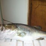 Profile Picture of Jerome Tillman (@tillman.jerome) on Instagram