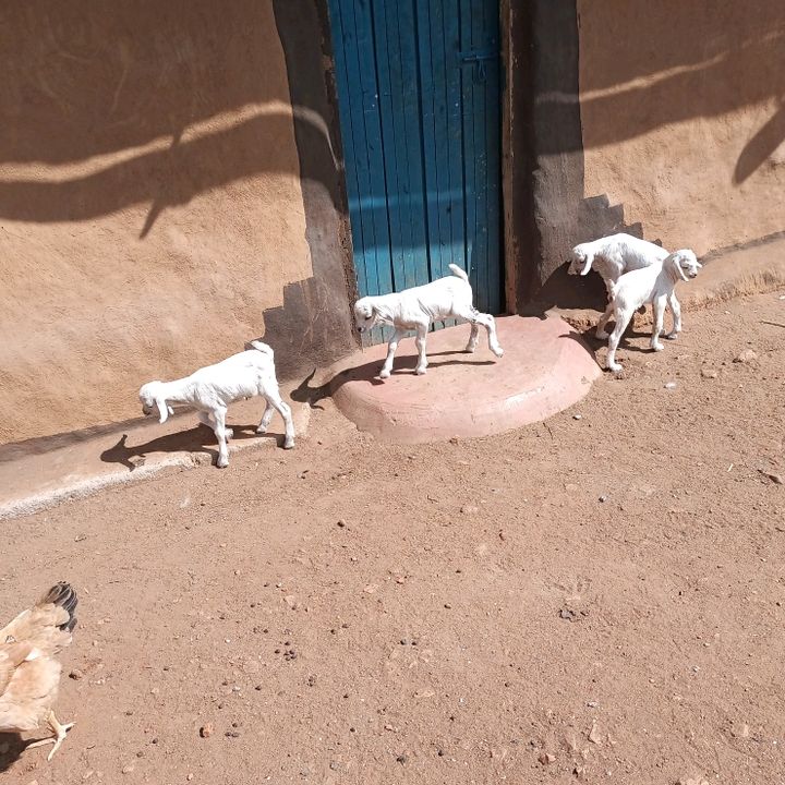 Profile Picture of michaelpko1 (@michaelpko1) on Tiktok