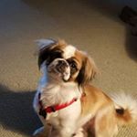 Profile Picture of Robin Addison (@rara_1031) on Instagram
