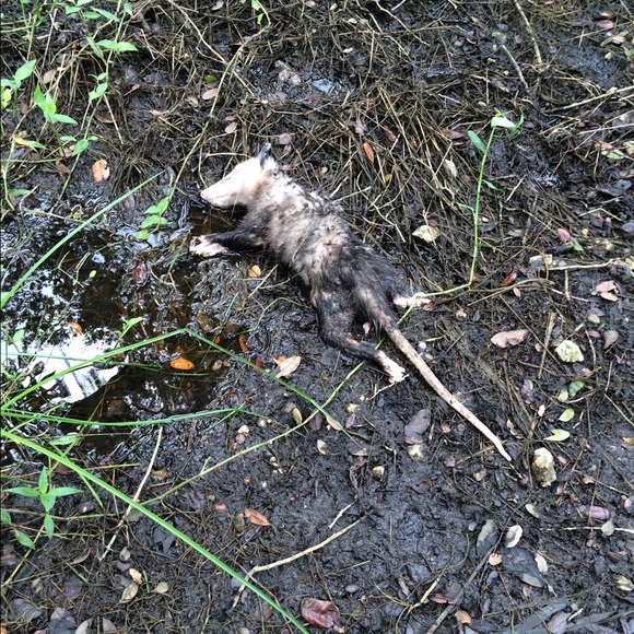 Profile Picture of Curtis Stayer (@rastacurt) on Poshmark