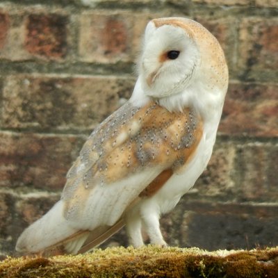 Russell5 - Twitter Profile Picture of Russell5 (@FionaRussell5) on Twitter