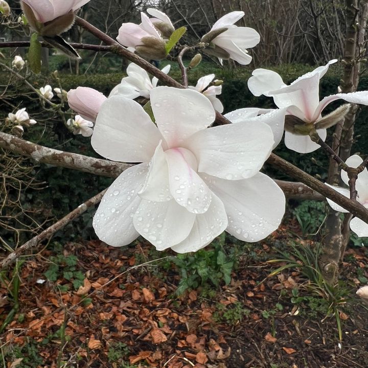 Profile Picture of sara_michalska (@sara_michalska_) on Tiktok
