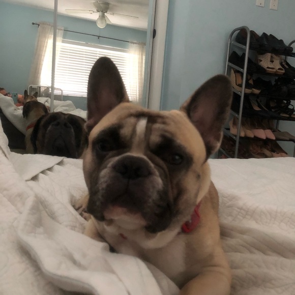 Profile Picture of Jodi Stephens (@mastiffgirl13) on Poshmark