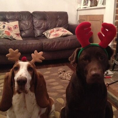 Profile Picture of Simon Keo (@mountaingirrafe) on Twitter