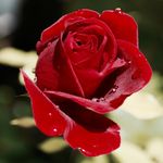 Profile Picture of Jeremy Valentine (@jeremyvalentineofficial) on Instagram