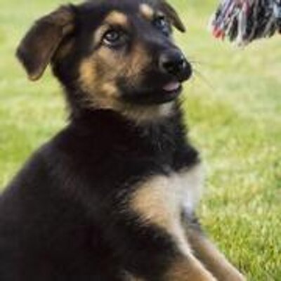 Profile Picture of Richard Susi (@richardsusi) on Twitter