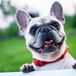 Profile Picture of max_lovely_frenchie (@max_lovely_frenchie) on Instagram