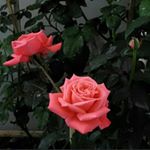 Profile Picture of Marcia Luiza (@ml_marseille0) on Instagram