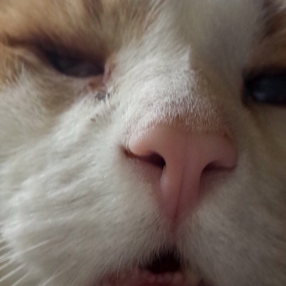 Profile Picture of Chris Gilget (@chiefsman246) on Poshmark