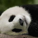 Profile Picture of Vaibhav Gupta (@vaibhav kumar gupta) on Flickr