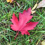 Profile Picture of mark wilkinson ╳ adventures 🇨🇦 (@marklwilkinson) on Instagram