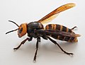 Asian giant hornet - Wikipedia - Wikipedia Profile Picture of Asian giant hornet - Wikipediaon Wikipedia