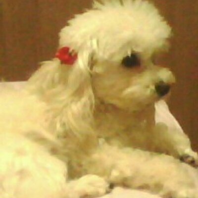 Profile Picture of Virginia Cacciatore (@vircacciatore) on Twitter