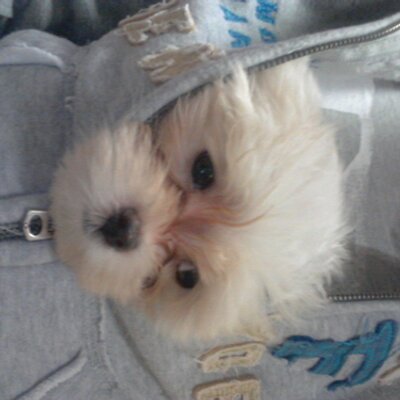 Profile Picture of Sunhee. Kim (@asullysunny) on Twitter