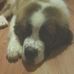 Profile Picture of Joshua Stebbins (@joshua.stebbins.927) on Facebook
