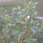 Profile Picture of Jack Lamar Reynolds (@jackspankys) on Instagram