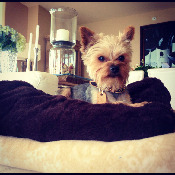 Profile Picture of Lauren Maddern (@bentleyx3) on Poshmark