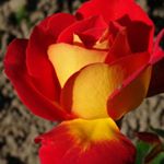 Profile Picture of Stacy Hatchetts (@stacy_hatchet) on Instagram