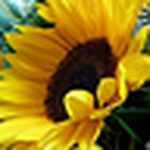 Profile Picture of nicolette thomas (@nicolette thomas) on Flickr