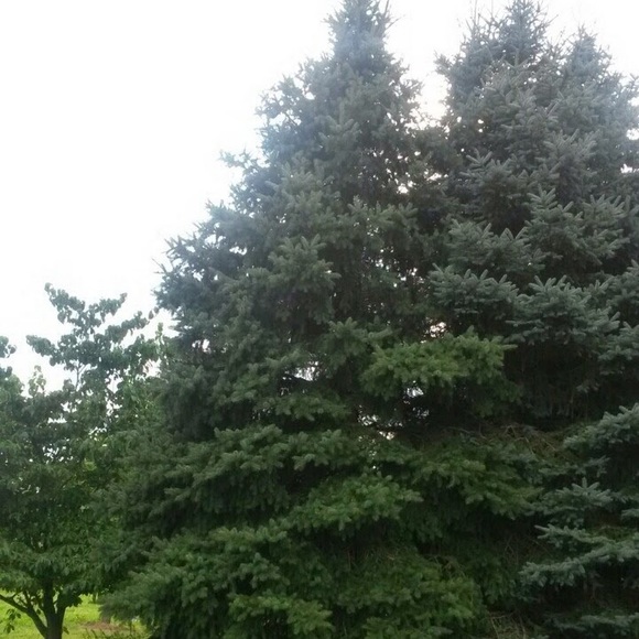 Profile Picture of Inessa Malamud (@belle0115) on Poshmark