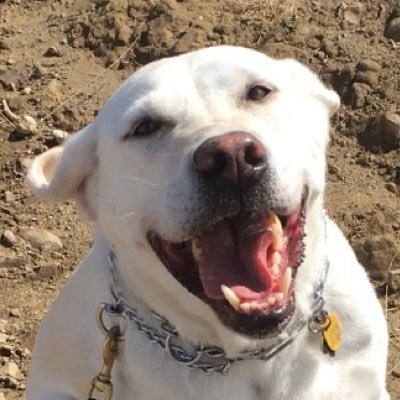 Profile Picture of Tom McCleary (@tom_mccleary) on Twitter