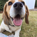 Profile Picture of Barney Wallis Lattimore (@barneybeaglebagel) on Instagram