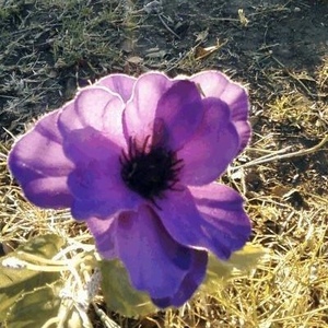 Profile Picture of Aidah Shaheed (@unique_soul26) on Myspace