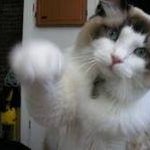 Profile Picture of Thomas McAteer (@tj.mcateer) on Instagram