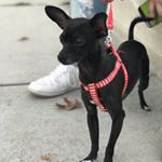 Profile Picture of Bruno Rivera (@bruno_rivera_17) on Instagram