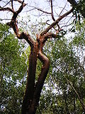 Profile Picture of Bursera simarubaon Wikipedia