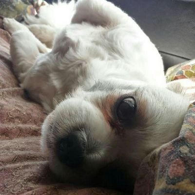 Profile Picture of Lori Klein (@loriklein88) on Twitter