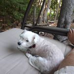 Profile Picture of Kim McMullen (@kmcdmcm) on Instagram