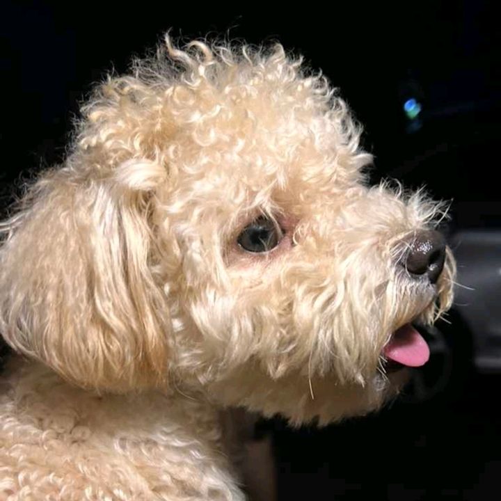 Profile Picture of Darrel Del Albert (@darrelalbert) on Tiktok