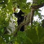 Profile Picture of David Proctor (@bear_hunting2016) on Instagram