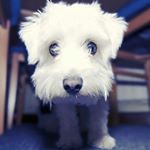 Profile Picture of Jake el perrete (@jakeperrete) on Instagram