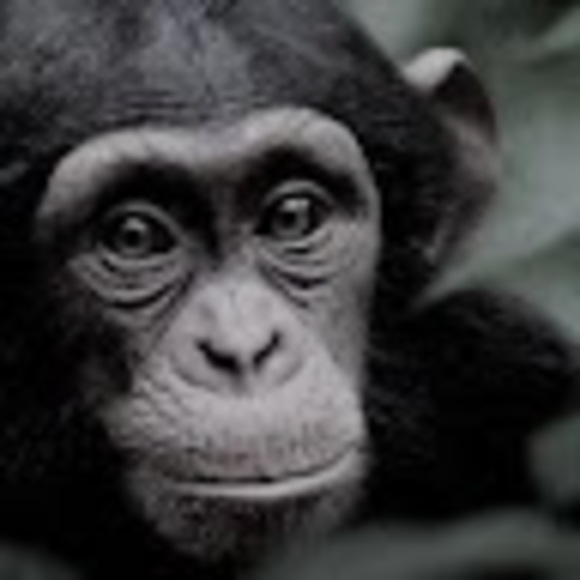 Profile Picture of Meredith Wilson (@meredithwils725) on Poshmark