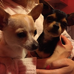 Profile Picture of Carlos Coelho (@carloscoelho71) on Flickr