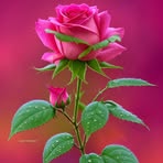 Profile Picture of Farhan Yazdani (@Farhan-Yazdani) on Facebook