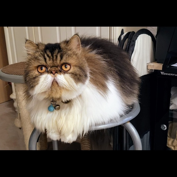 Profile Picture of Kitty Yu (@miamormiamor) on Poshmark