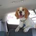 Profile Picture of Roy Steagall (Biscuit) (@roy.steagall) on Facebook