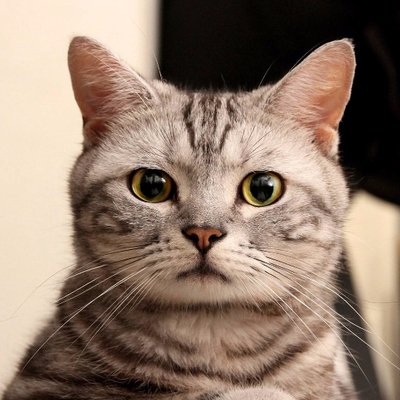 Profile Picture of BrianX (@BrianXie86) on Twitter