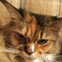 Profile Picture of GingerGilligan (@@GingerGilligan) on Tiktok