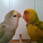 Profile Picture of 🐦Petri&Kevin🐦 (@lovebirds_kevin_petri) on Instagram