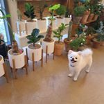 Profile Picture of Jiae Kim (@jiaenoel) on Instagram