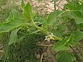 Solanum physalifolium - Wikipedia Profile Picture of Solanum physalifoliumon Wikipedia