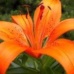 Profile Picture of Kim Hocker (@mamak4g) on Instagram
