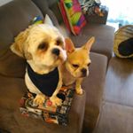 Profile Picture of Caleb e Fidel (@shihtzufrances) on Instagram