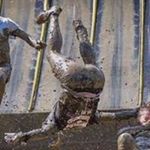 Tony Dackombe - Instagram Profile Picture of Tony Dackombe (@tonydackombe) on Instagram