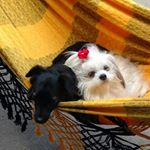 Profile Picture of Princesas Fiona, Amora e Luke (@princesas.fiona.amora.e.luke) on Instagram